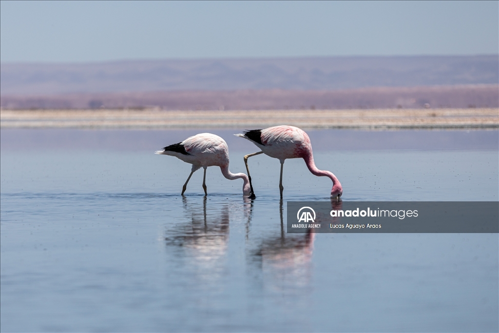 The population of flamingos in the Atacama desert decreases due to drought and mining