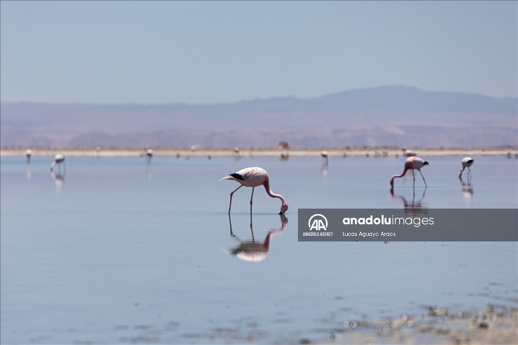 The population of flamingos in the Atacama desert decreases due to drought and mining