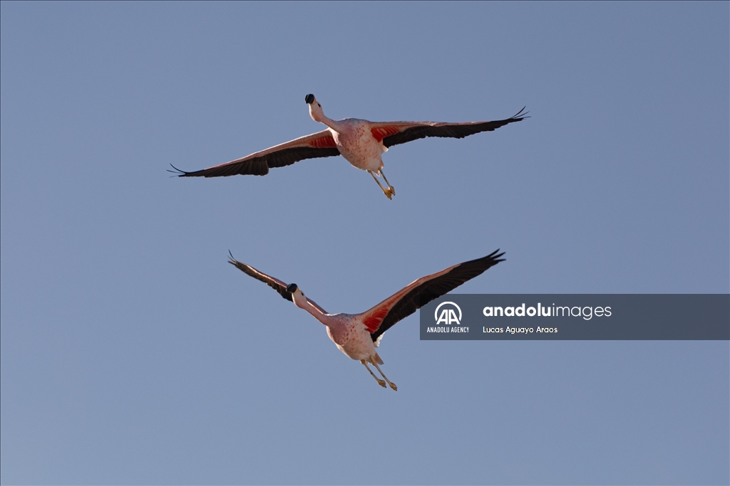 The population of flamingos in the Atacama desert decreases due to drought and mining