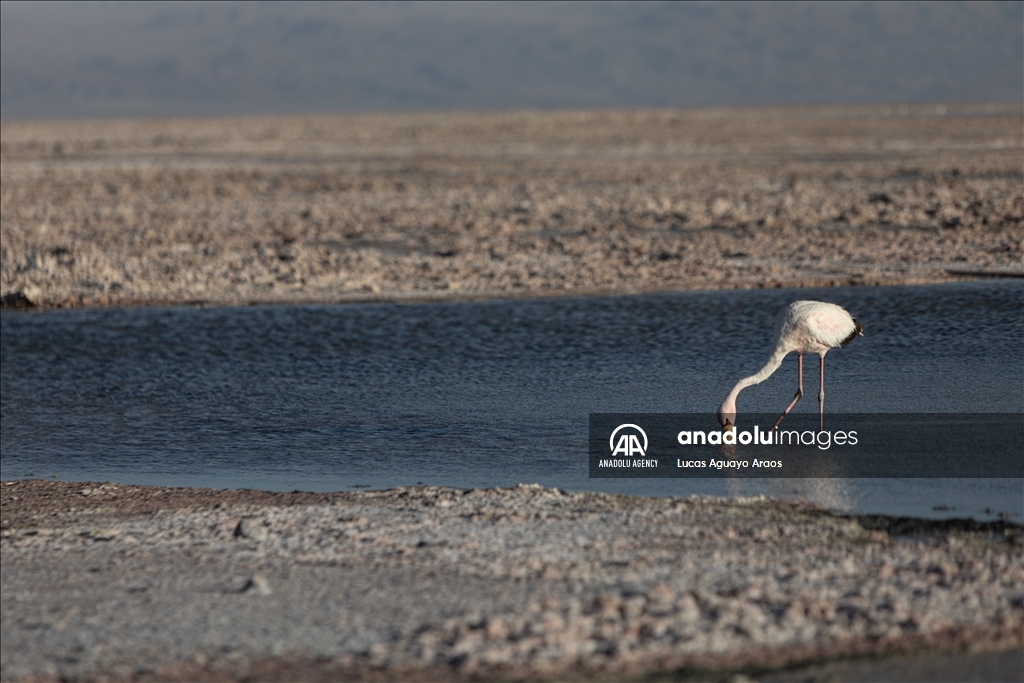 The population of flamingos in the Atacama desert decreases due to drought and mining