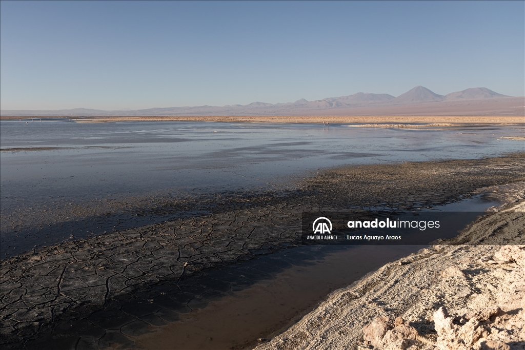 The population of flamingos in the Atacama desert decreases due to drought and mining