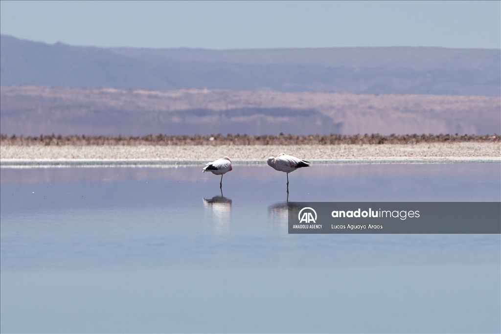 The population of flamingos in the Atacama desert decreases due to drought and mining