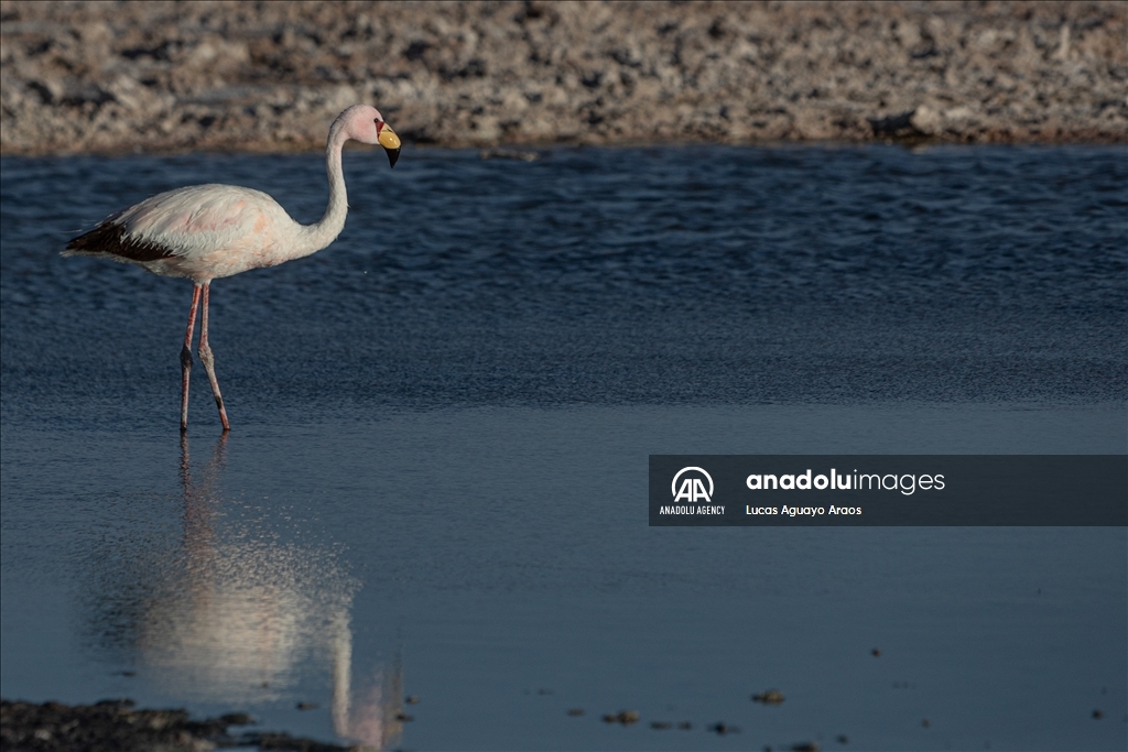 The population of flamingos in the Atacama desert decreases due to drought and mining