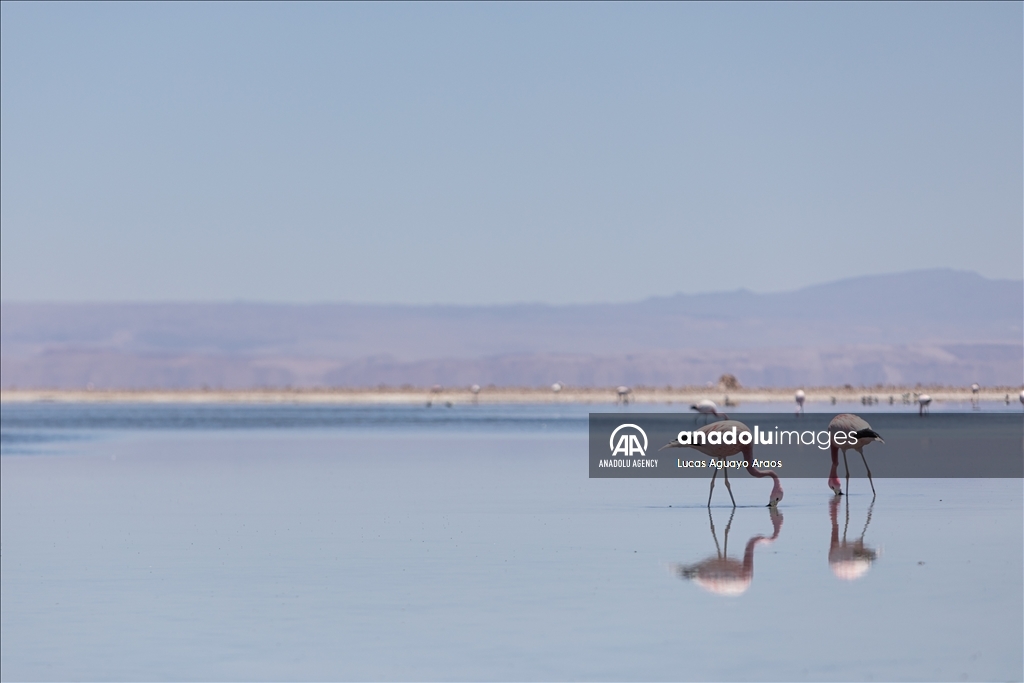 The population of flamingos in the Atacama desert decreases due to drought and mining