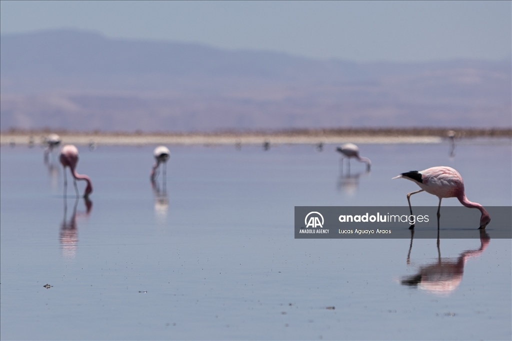 The population of flamingos in the Atacama desert decreases due to drought and mining