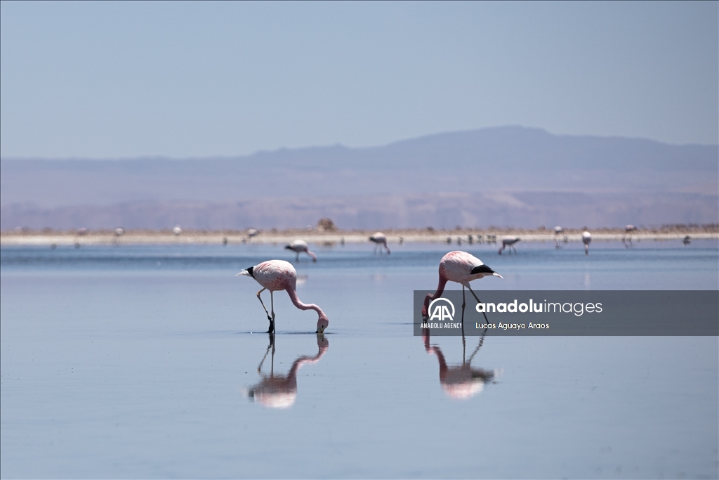 The population of flamingos in the Atacama desert decreases due to drought and mining