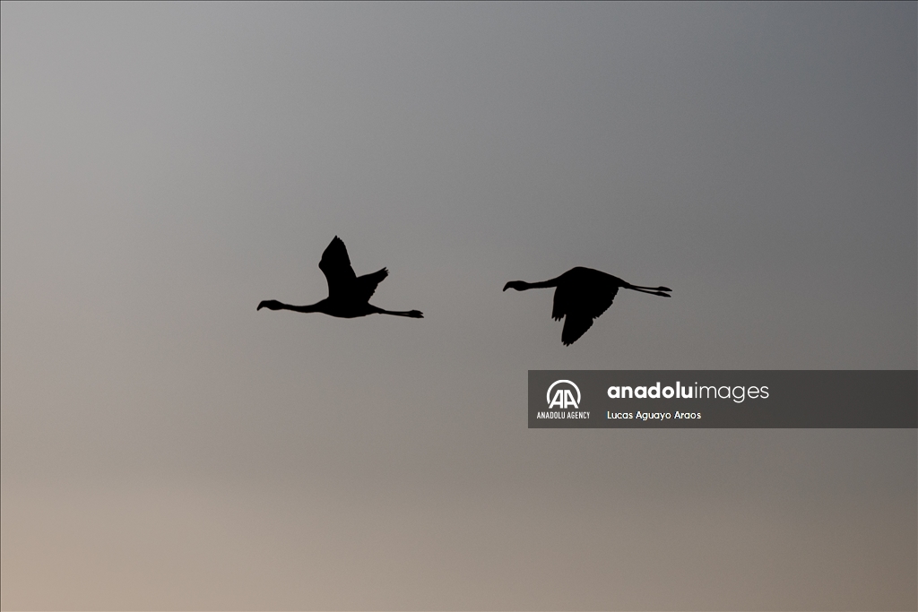 The population of flamingos in the Atacama desert decreases due to drought and mining