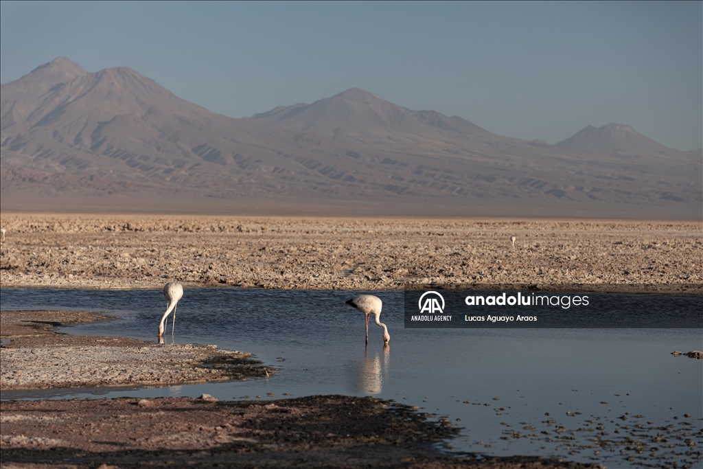 The population of flamingos in the Atacama desert decreases due to drought and mining