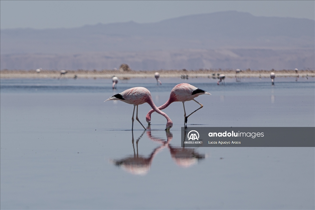 The population of flamingos in the Atacama desert decreases due to drought and mining