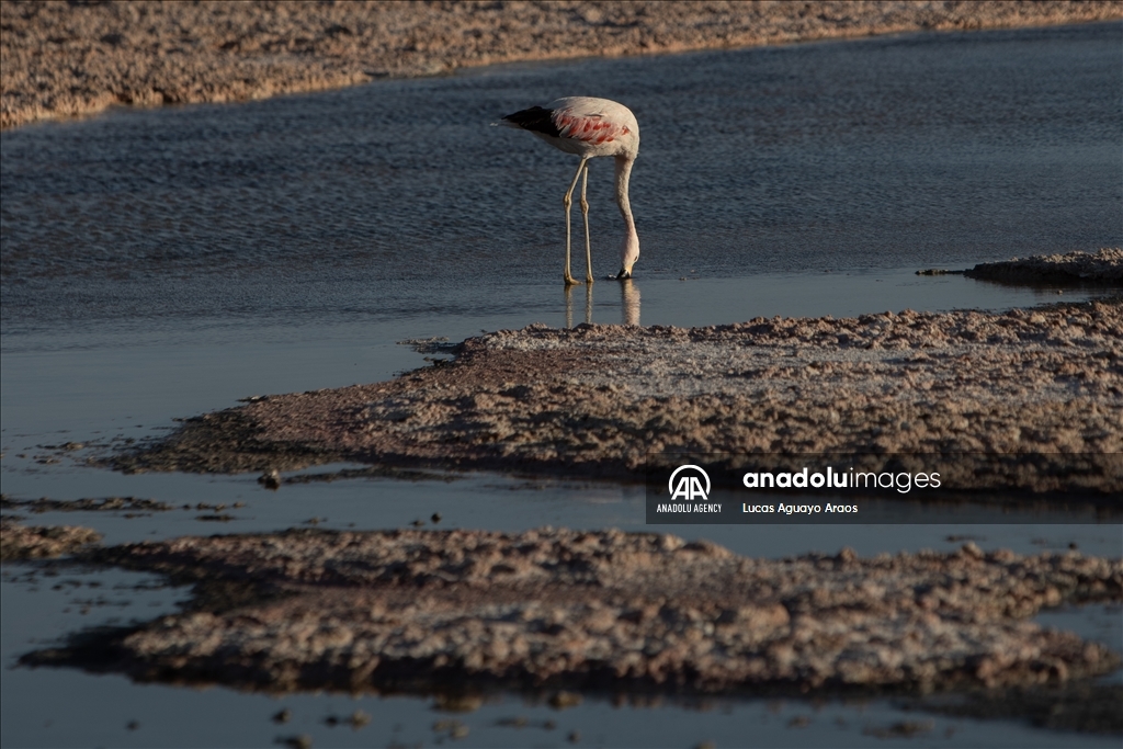 The population of flamingos in the Atacama desert decreases due to drought and mining