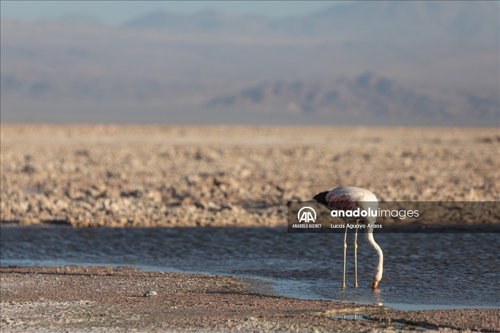 The population of flamingos in the Atacama desert decreases due to drought and mining