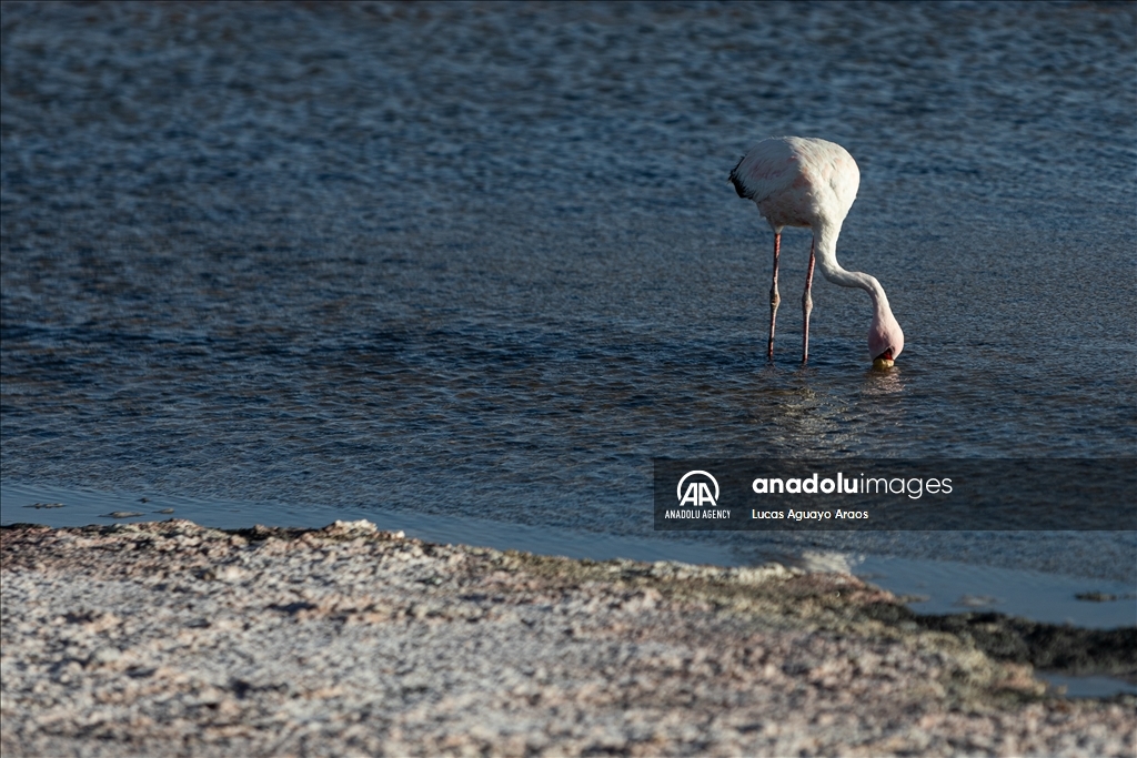 The population of flamingos in the Atacama desert decreases due to drought and mining