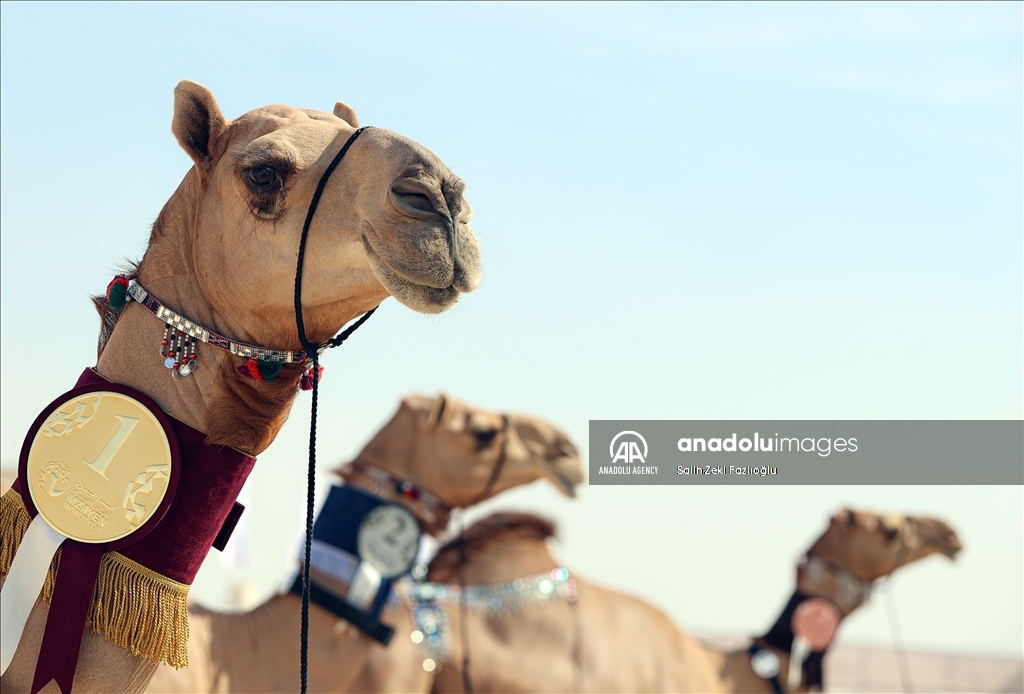 "مزاين كأس العالم".. الإبل تتنافس في قطر