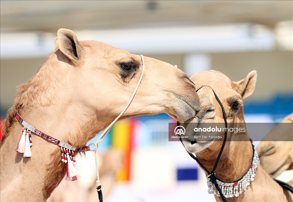 "مزاين كأس العالم".. الإبل تتنافس في قطر