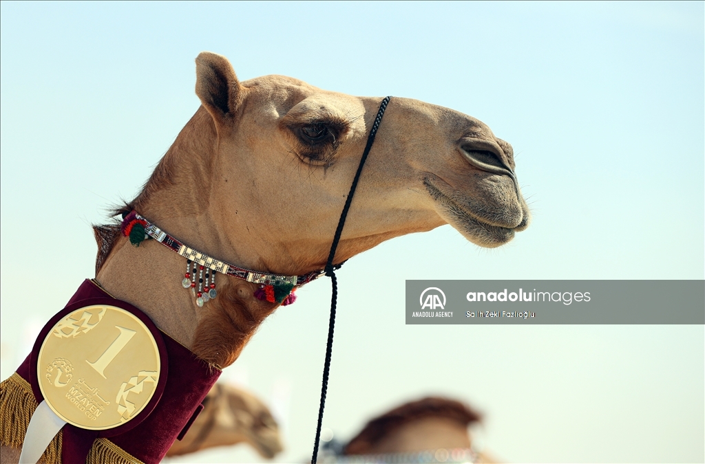 "مزاين كأس العالم".. الإبل تتنافس في قطر