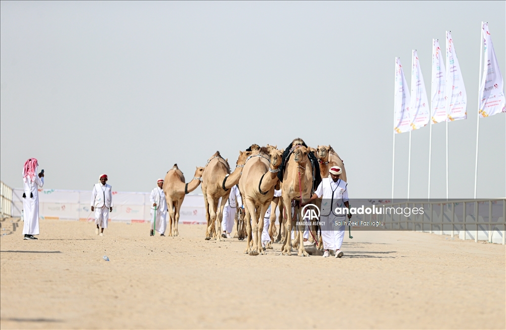 "مزاين كأس العالم".. الإبل تتنافس في قطر
