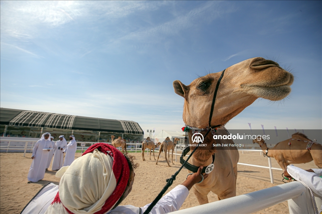 "مزاين كأس العالم".. الإبل تتنافس في قطر