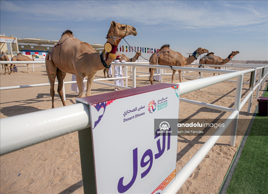 "مزاين كأس العالم".. الإبل تتنافس في قطر