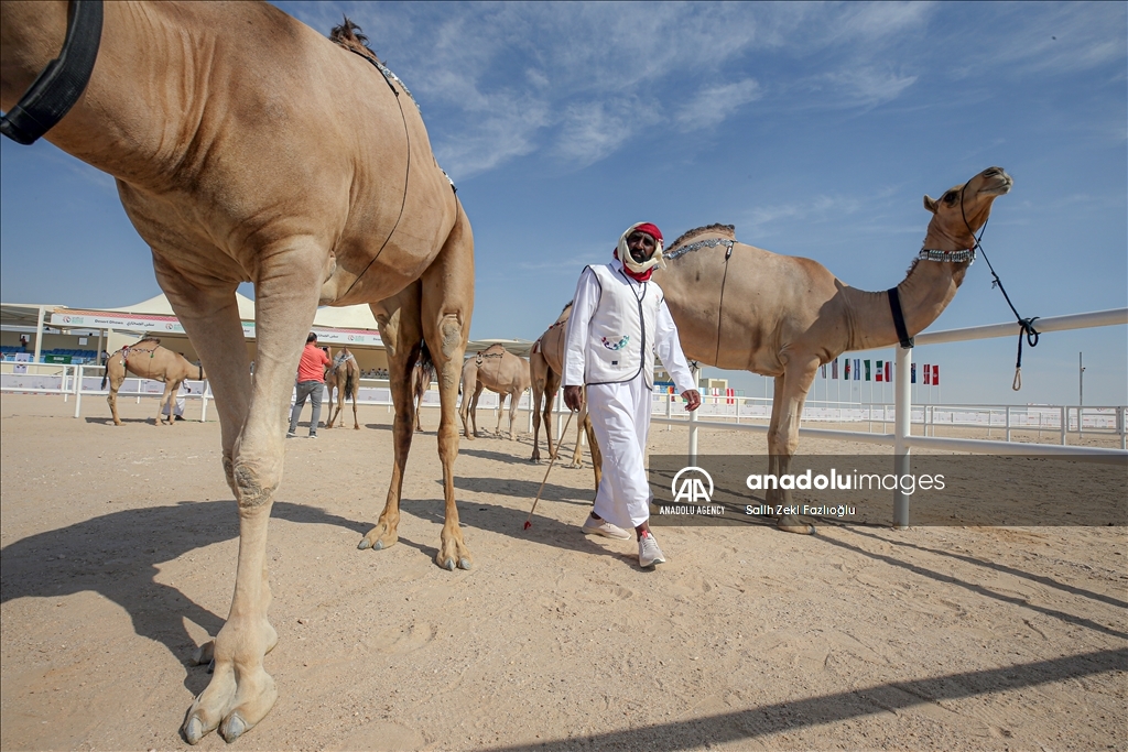 "مزاين كأس العالم".. الإبل تتنافس في قطر