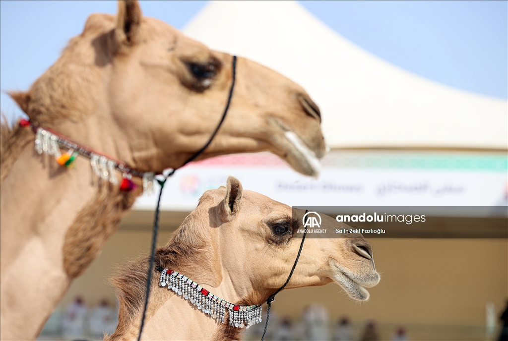 "مزاين كأس العالم".. الإبل تتنافس في قطر