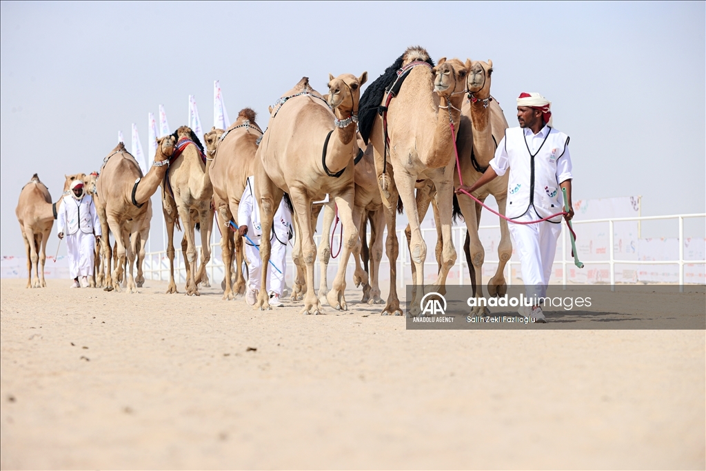 "مزاين كأس العالم".. الإبل تتنافس في قطر