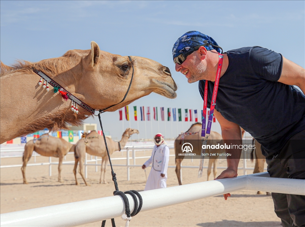 "مزاين كأس العالم".. الإبل تتنافس في قطر