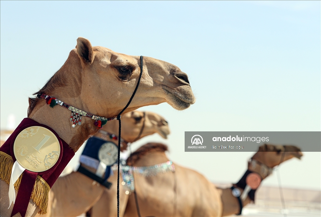 "مزاين كأس العالم".. الإبل تتنافس في قطر