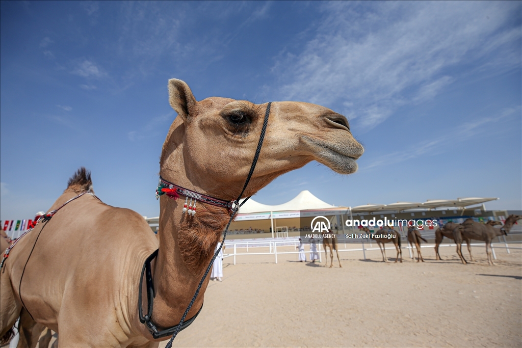 "مزاين كأس العالم".. الإبل تتنافس في قطر