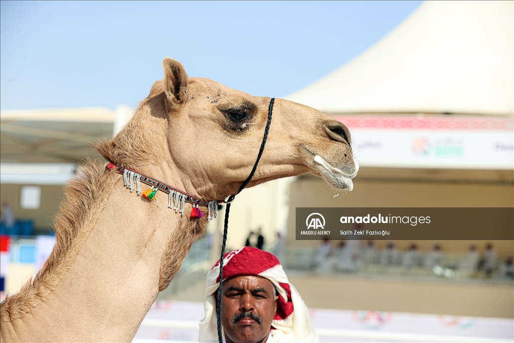 "مزاين كأس العالم".. الإبل تتنافس في قطر