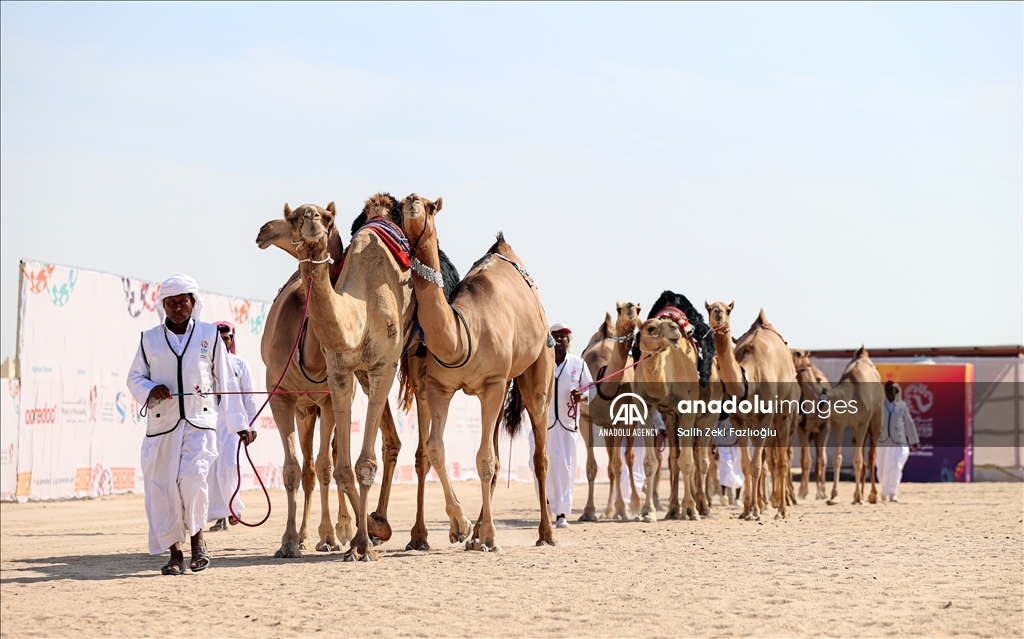 "مزاين كأس العالم".. الإبل تتنافس في قطر