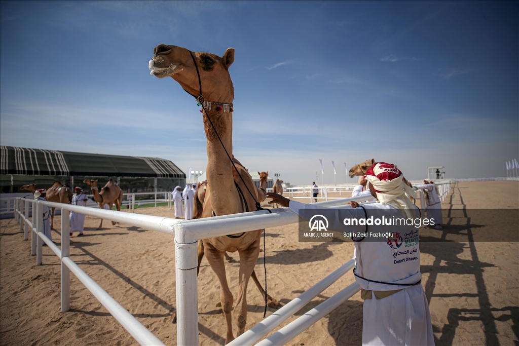 "مزاين كأس العالم".. الإبل تتنافس في قطر