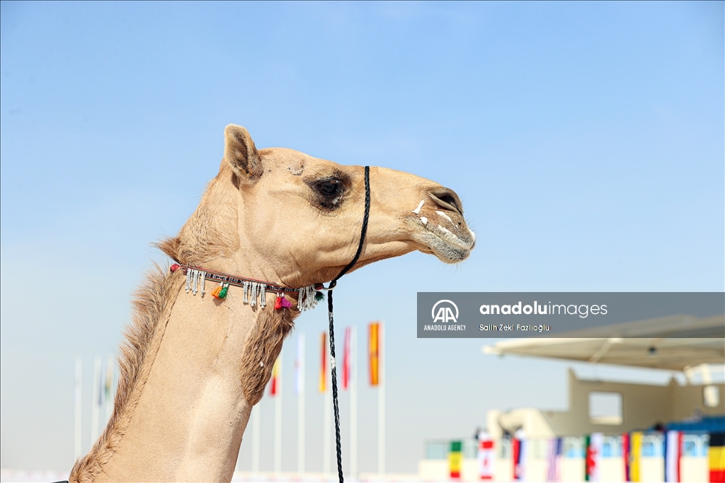 "مزاين كأس العالم".. الإبل تتنافس في قطر