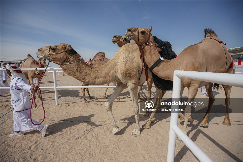 "مزاين كأس العالم".. الإبل تتنافس في قطر