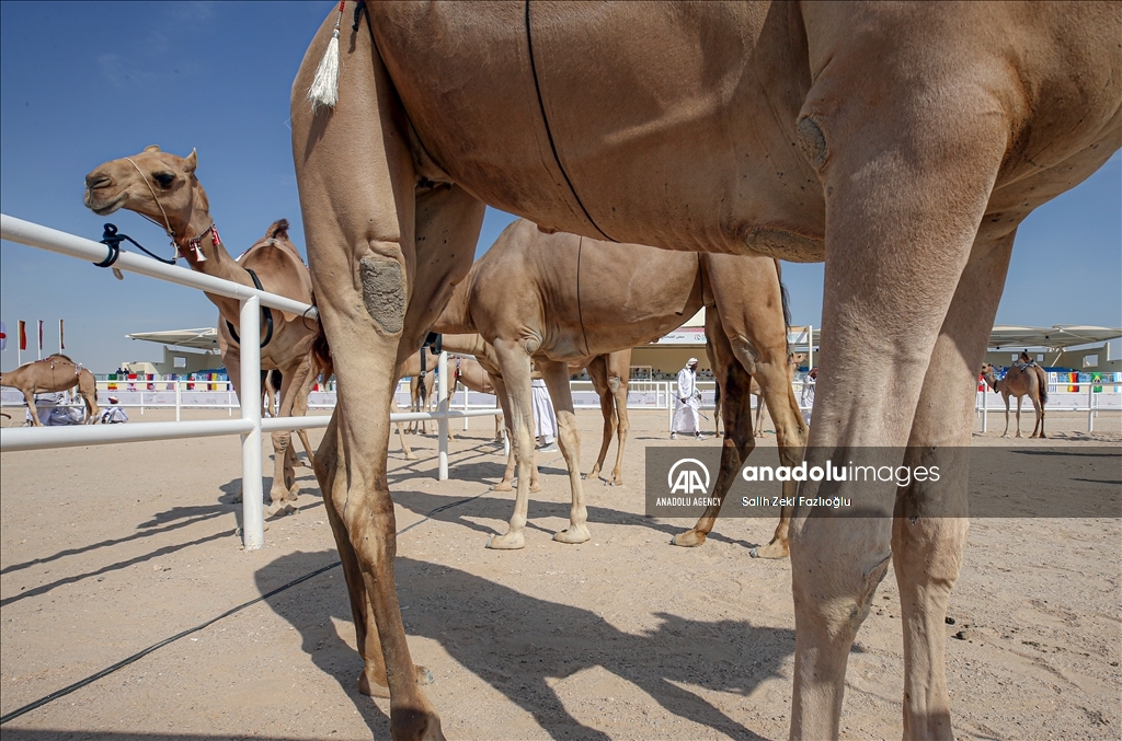 "مزاين كأس العالم".. الإبل تتنافس في قطر