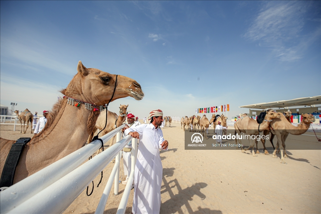 "مزاين كأس العالم".. الإبل تتنافس في قطر
