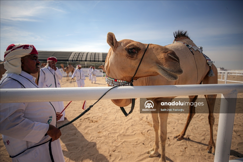"مزاين كأس العالم".. الإبل تتنافس في قطر