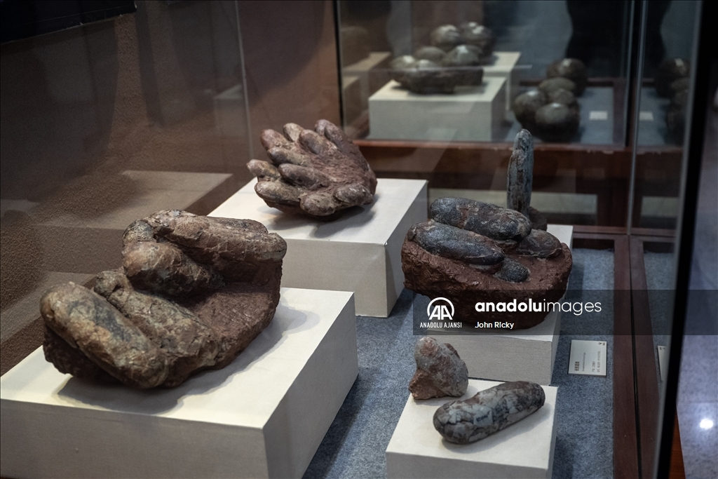 Çin'in Heyulan Dinozor Müzesi