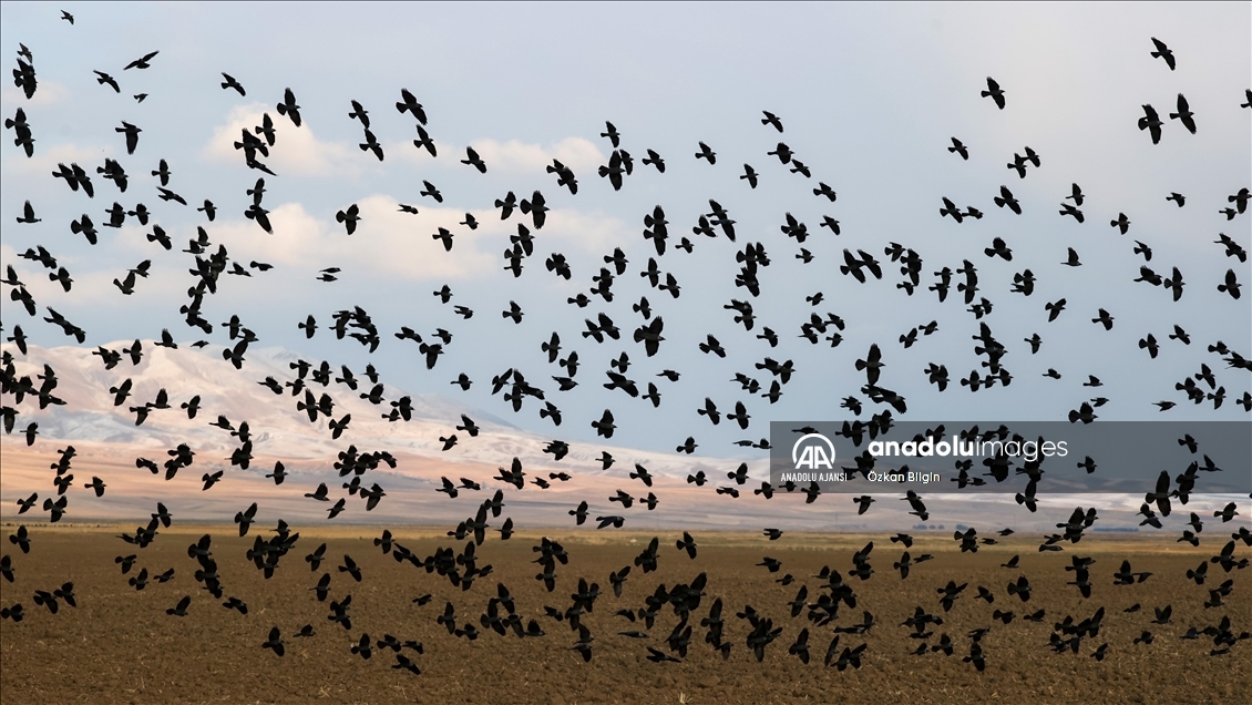 Van Gölü havzasının misafir kuşları göçe başladı