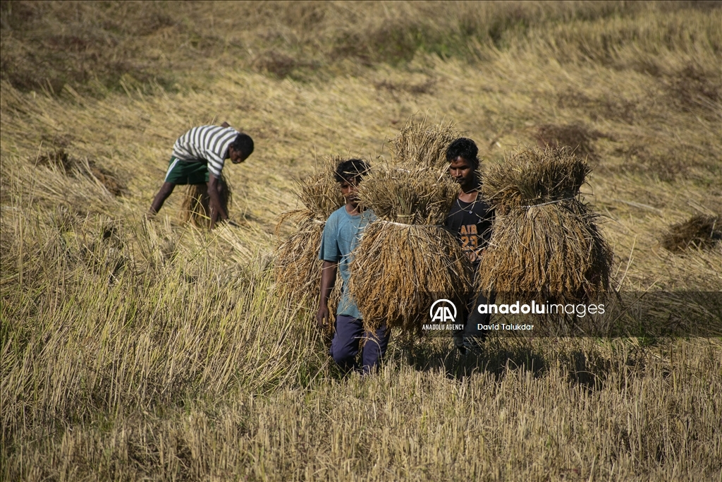 دروێنەی برنج لە هیندستان