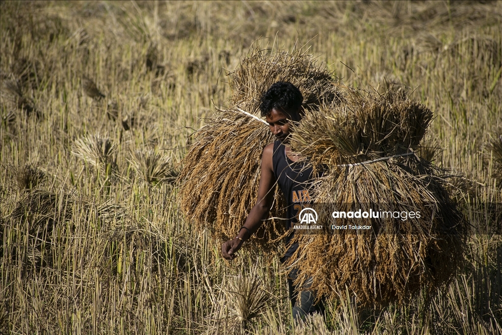 دروێنەی برنج لە هیندستان