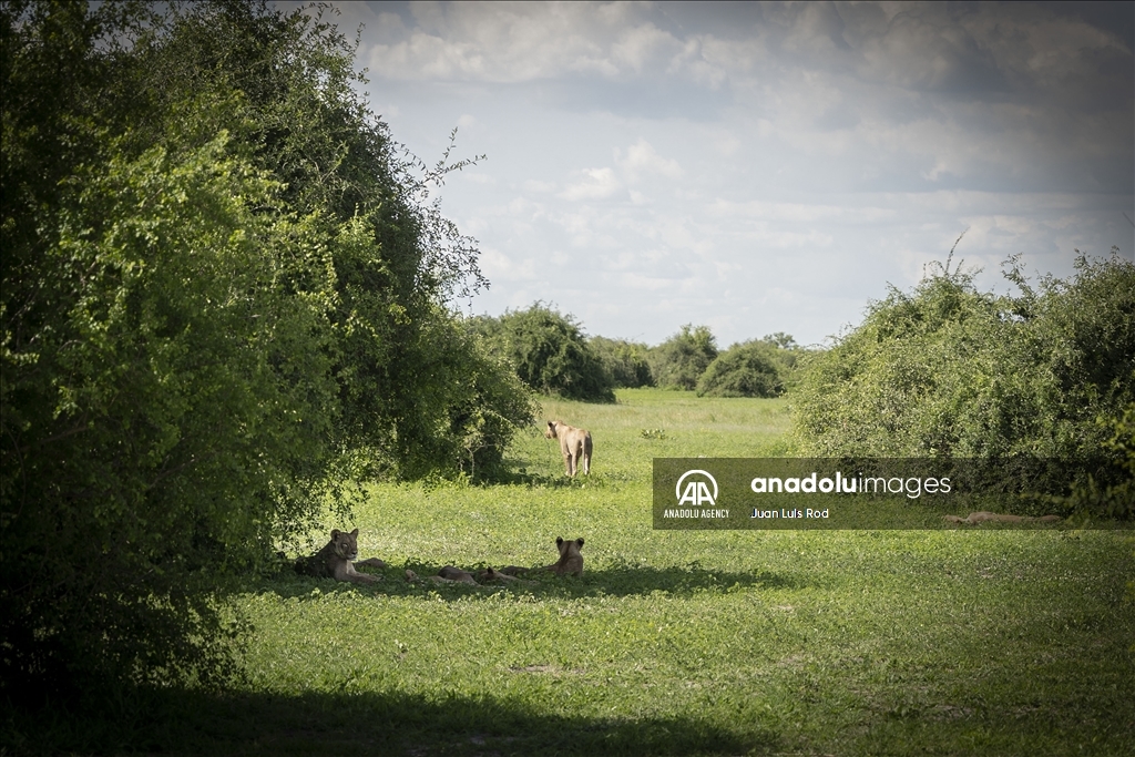 Chobe National Park at Botswana