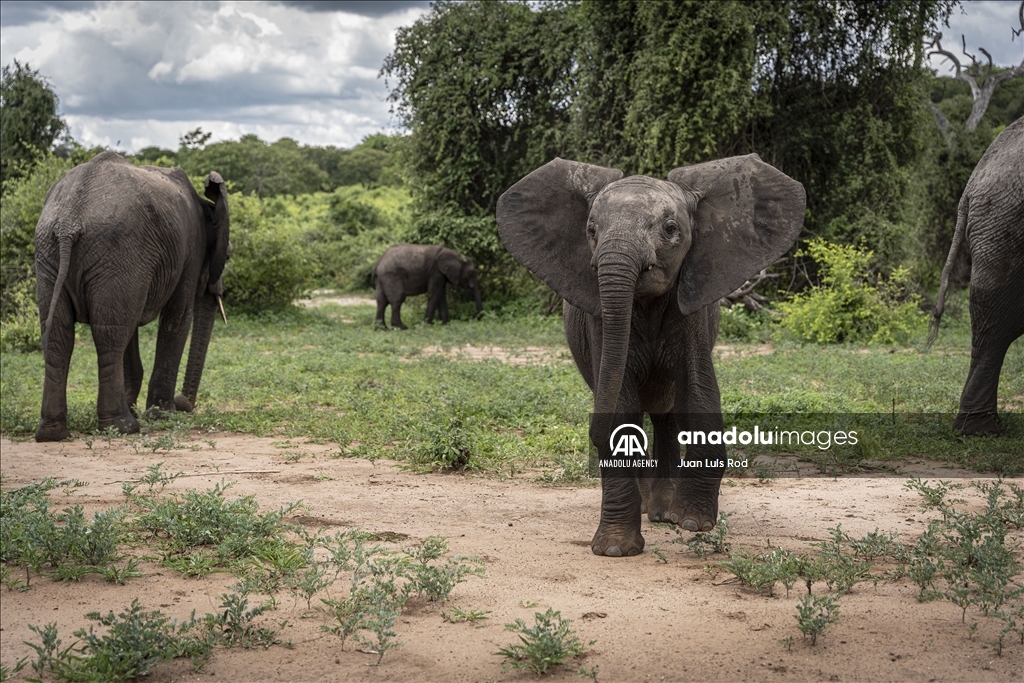 Chobe National Park at Botswana