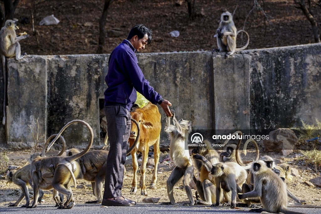 Hindistan'daki langur maymunları