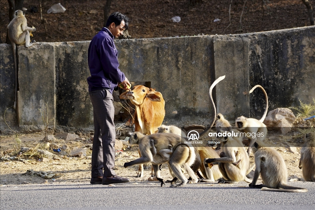 Hindistan'daki langur maymunları