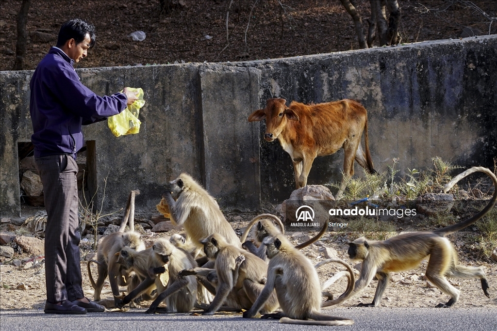 Hindistan'daki langur maymunları