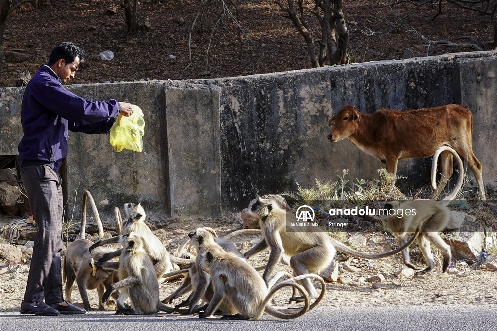 Hindistan'daki langur maymunları