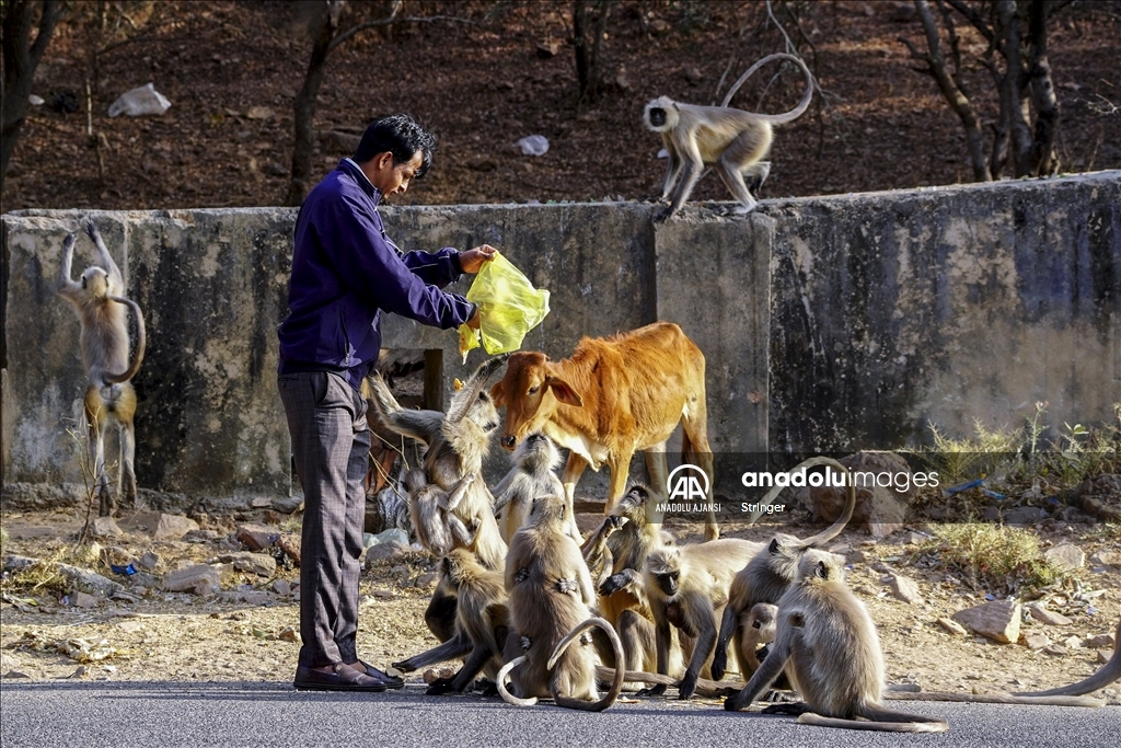 Hindistan'daki langur maymunları