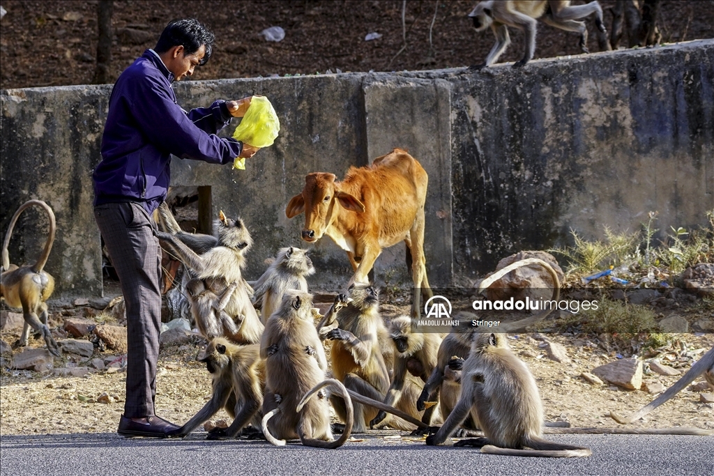 Hindistan'daki langur maymunları