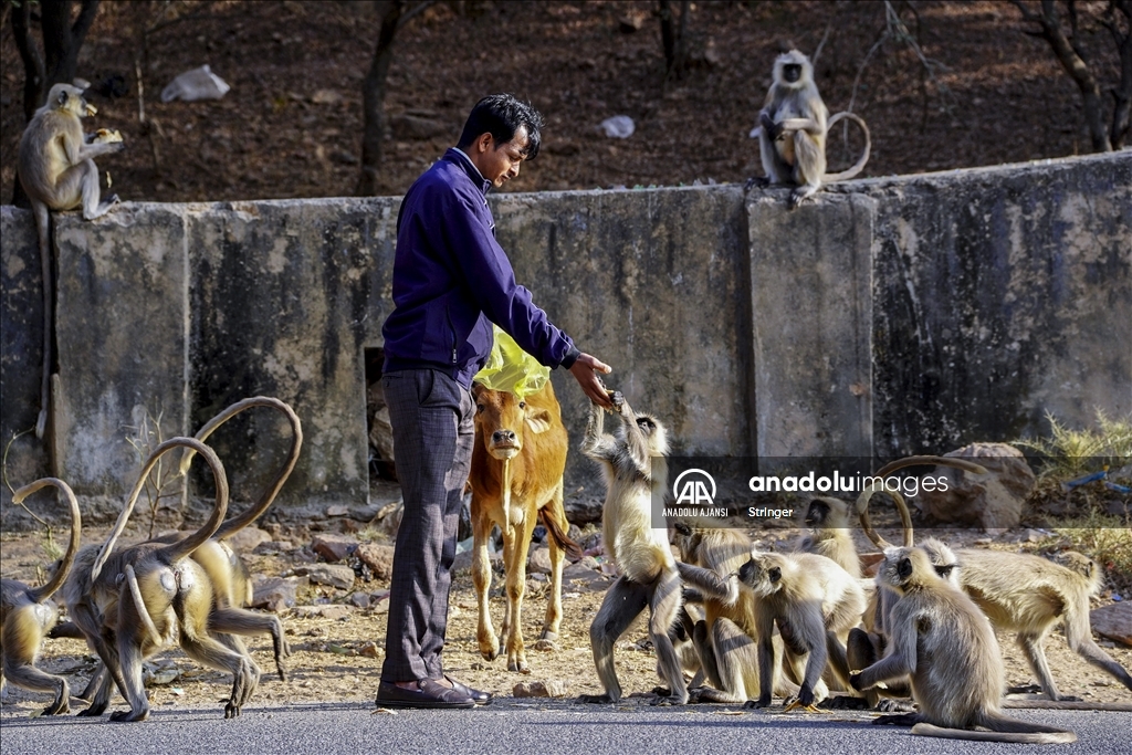 Hindistan'daki langur maymunları