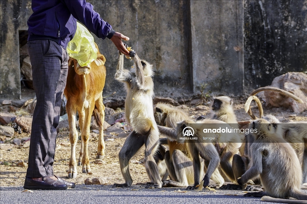 Hindistan'daki langur maymunları